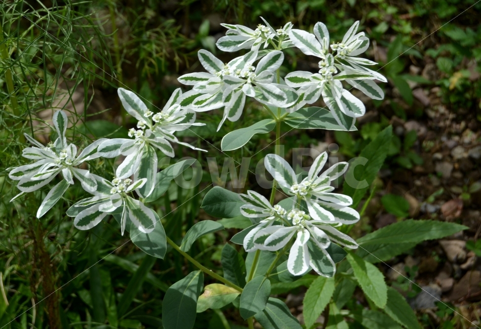 잠자리,약초,한국,건초,사랑,식물,자연,plants,nature
