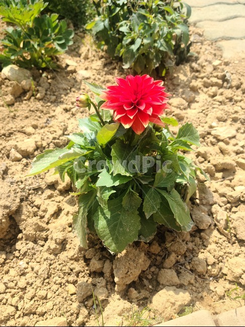 dahlia,달리아,plant,식물,꽃,flower
