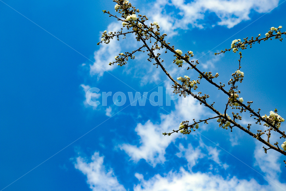 나무,꽃나무,꽃,땅,flower,자연,plant,blossom,작은꽃,봄,돌맹이,흙,계절,season,spring,summer,식물,여름,하늘,구름,sky,식물,자연,plants,nature,꽃,flower