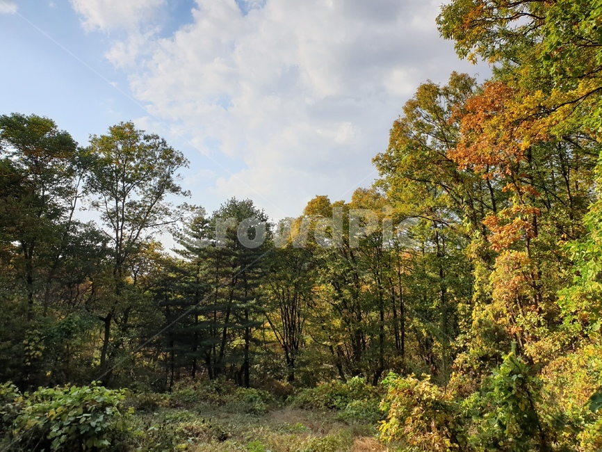 한국,한국자연,가을,fall,autumn,11월,november,leaf,fallen,낙엽,나무,tree,하늘,파란하늘,푸른하늘,숲속,산림,삼림,자연,nature,forest,wood,sky,cloud,풍경,자연풍경,landscape,산책,산책길,가을산책,숲,식물,plant,초목,단풍,leaves,가을,계절,fall,autumn,season,자연,풍경,nature,landscape
