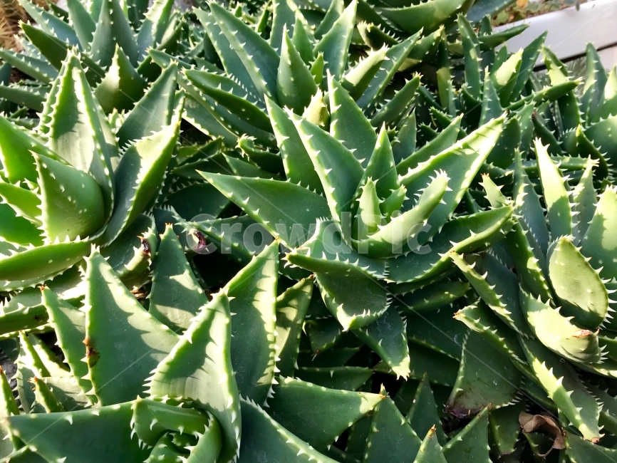 선인장,수목원,온실,따뜻한,일상,식물,자연,plants,nature