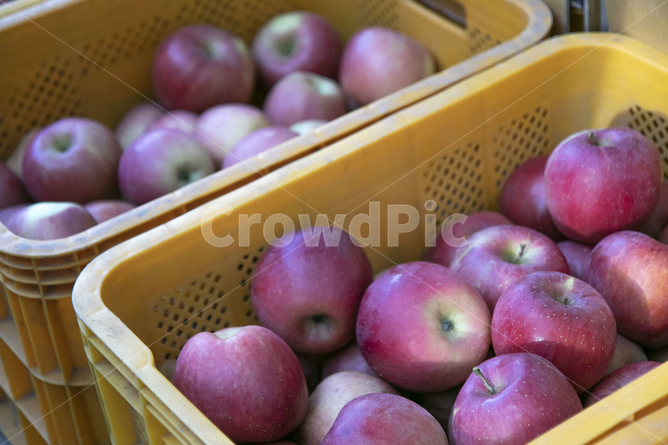 사과,빨간색,apples,과일,fruits,과일,열매,fruit