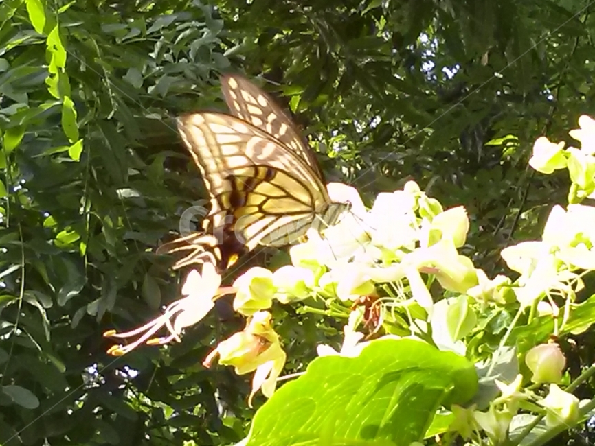 나비,호랑나비,꽃,여름,계절,자연,식물,자연,plants,nature,꽃,flower,동물,animal,곤충,벌레,insect,bug