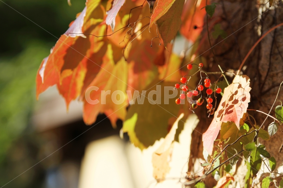 식물사진,자연사진,배풍등,열매사진,감성사진,가을사진,단풍사진,가을,계절,fall,autumn,season,식물,자연,plants,nature,과일,열매,fruit,감성,sensible,feeling,plant,leaf,잎,tree,나무,maple,단풍