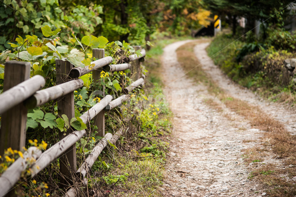 길,가을,가을길,꽃과길,가을풍경,자연,풍경,nature,landscape,gravel,자갈,dirt road,흙길,road,도로