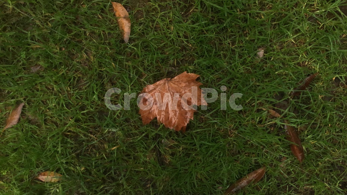 grass,잔디,plant,식물,leaf,잎,blossom,꽃,flower,red,빨강,봄,여름,가을,생화,들꽃,플라타너스,공원,비,젖은잎