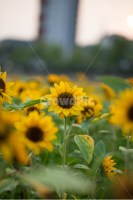 해바라기,꽃,식물,자연,풍경,식물,자연,plants,nature,꽃,flower
