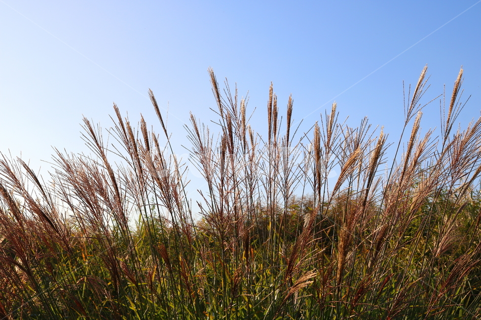 억새,억새풀,식물,자연,가을,벼과,가을,계절,fall,autumn,season,grass,잔디,plant,lawn,reed,갈대