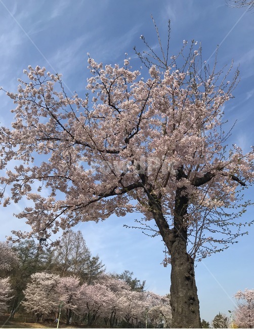 봄,벚꽃,나무,하늘,자연