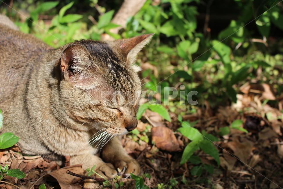 고양이,야생동물,길고양이,캣,cat,귀여운,cute,동물