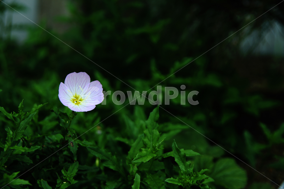 plant,식물,flower,꽃,blossom