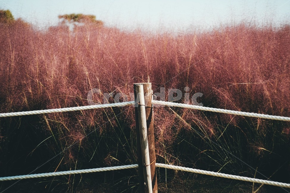 핑크뮬리,식물,꽃,자연,flower,nature,plant,가을,계절,fall,autumn,season,식물,자연,plants,nature,handrail,난간,banister,railing