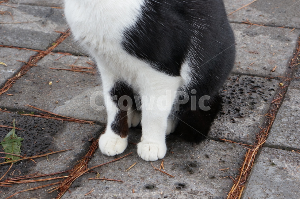 고양이,고양이발,도보,cat,동물,animal,동물,animal,포유류,mammal,고양이,cat,kitten,kitty