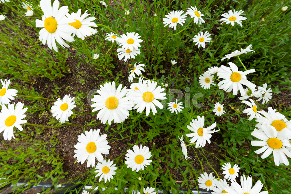 꽃밭,꽃,flower,초록,하얀꽃,식물,자연,plants,nature,꽃,flower