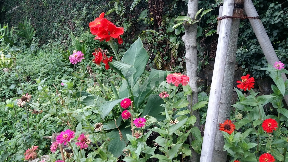 꽃,식물,잎,빨강,분홍,핑크