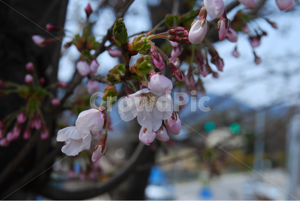 벚꽃,봄,체리블라썸,초봄,spring