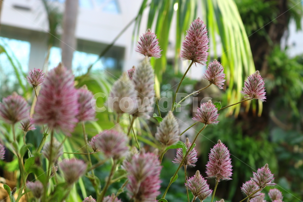 프틸로투스,꽃,프틸로투스꽃,식물,자연,비름과,식물원,식물,자연,plants,nature,꽃,flower