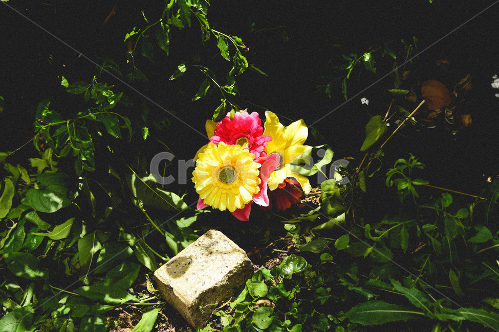 plant,식물,flower,blossom,꽃,식물,자연,plants,nature,꽃,flower