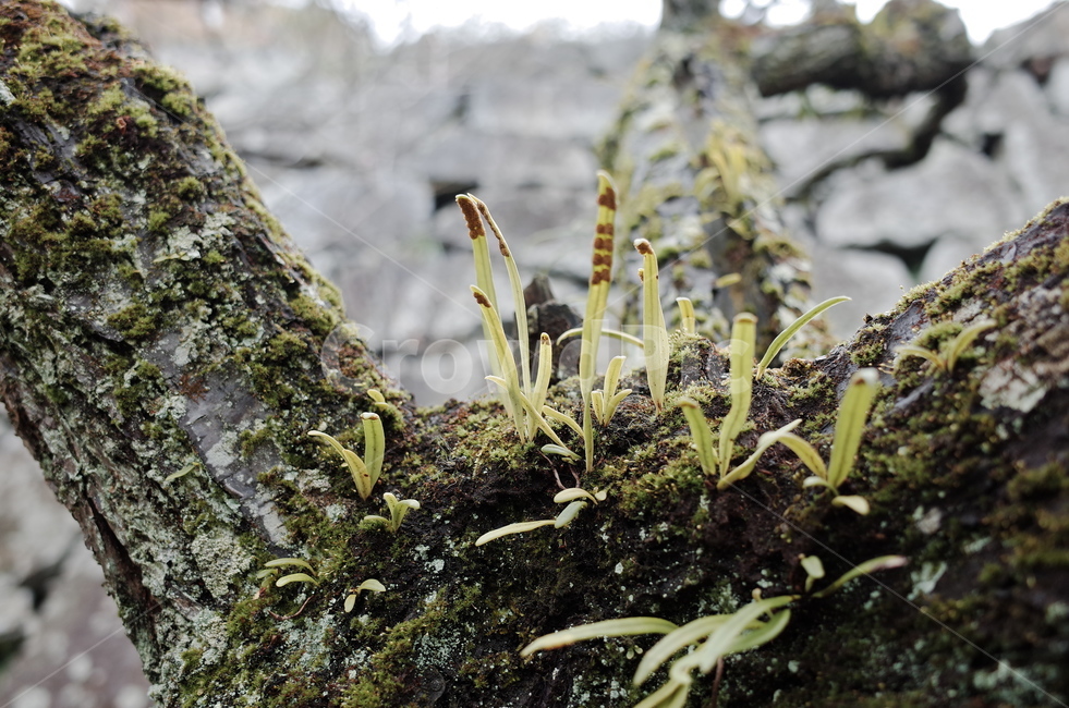 plant,식물,moss,이끼,나무
