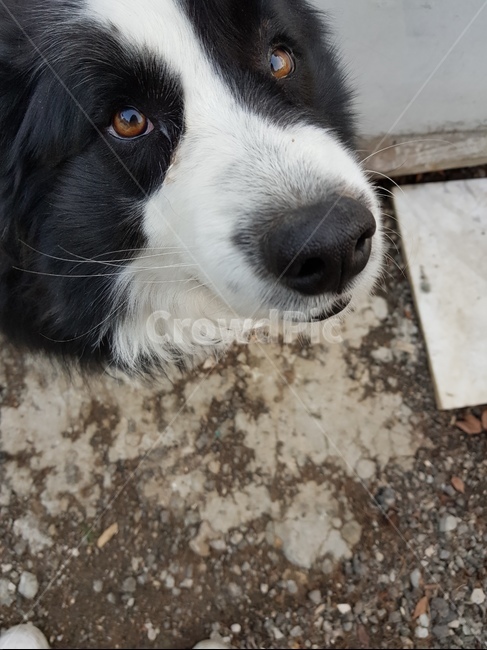 개,강아지,눈,얼굴,흰색,검정색,시골,동물,animal,포유류,mammal,개,강아지,dog,doggy