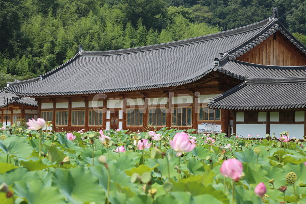 산,풍경,송광사,연꽃,연못,절