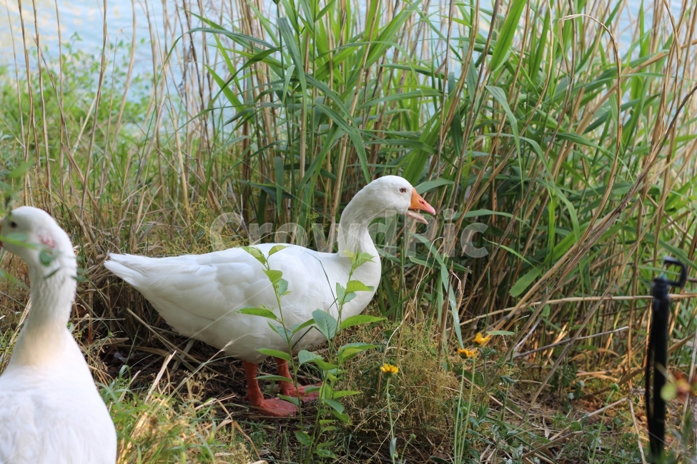 자연,공원,호수,오리,자연풍경,동물,animal,조류,새,birds