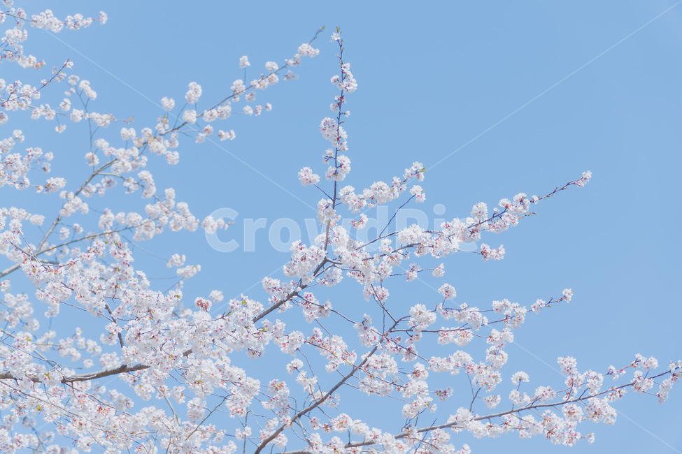 blossom,flower,꽃,식물,plant,벚꽃,봄,봄,계절,spring,season
