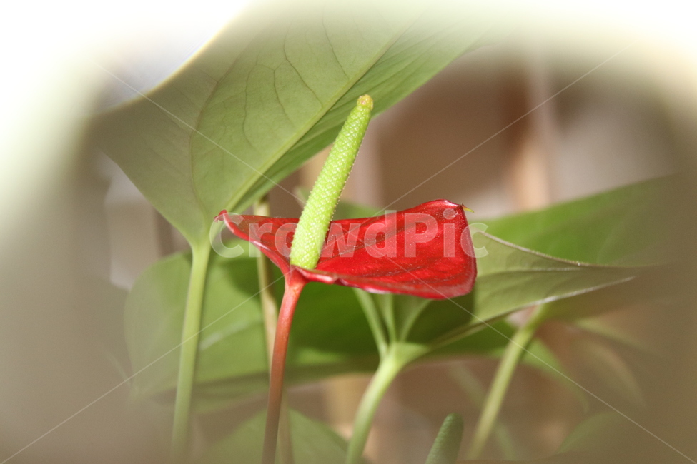 plant,식물,flower,꽃,blossom