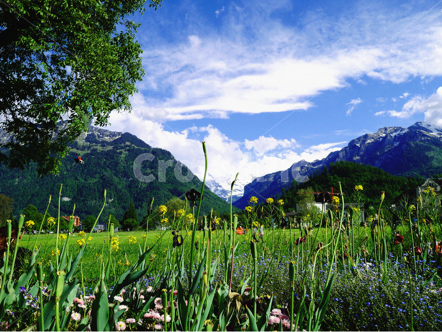 스위스,풍경,푸름,맑음,swiss,landscape,clearsky,자연,풍경,nature,landscape,outdoors,옥외,grassland,목초지,field,들