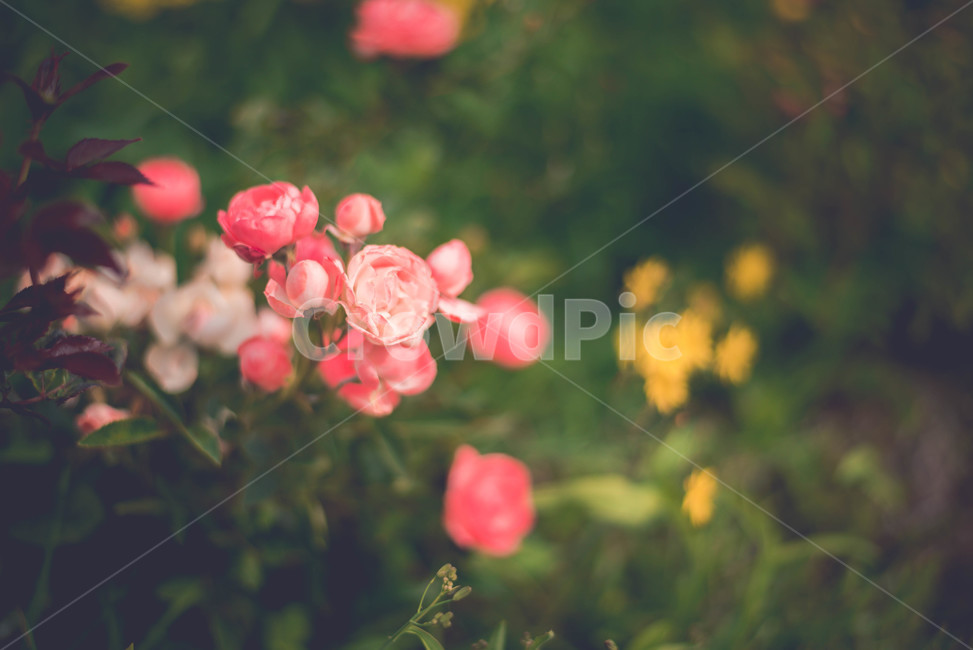 식물,장미,장미꽃,꽃,여름꽃,봄,계절,spring,season,식물,자연,plants,nature,꽃,flower,감성,sensible,feeling,plant,blossom,rose