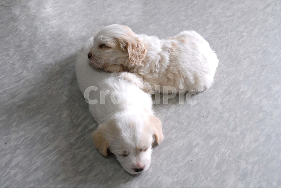 강아지,리트리버,잠,잠자는강아지,강아지두마리,동물,animal,포유류,mammal,개,강아지,dog,doggy