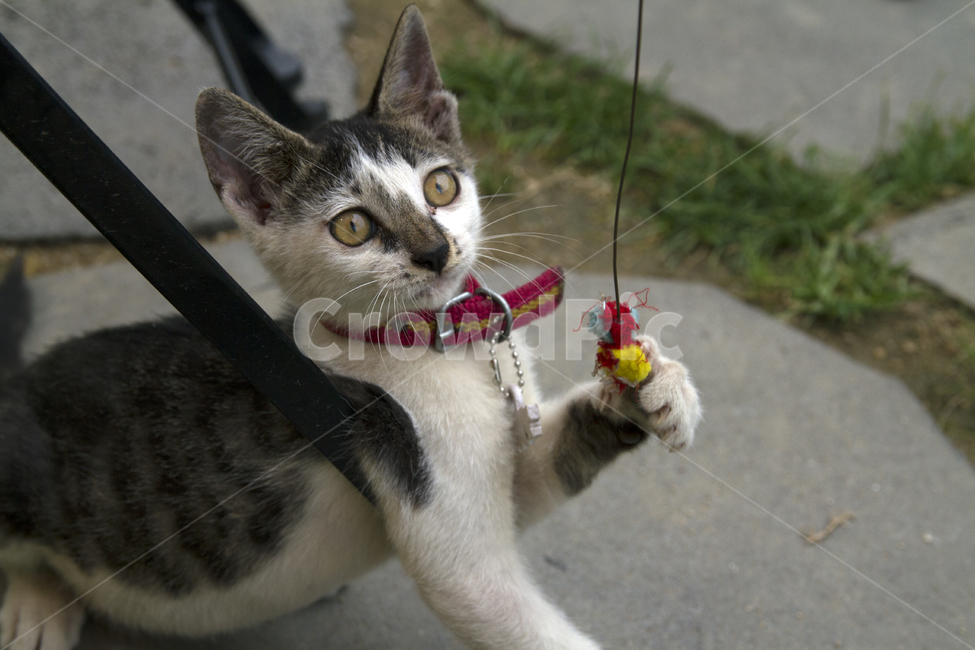 pets,rest,yard,cutelittlecats,joke,outdoor,Pets,babycats,kitten,house cat,cats,mammals,outdoors,cat,animal,animals,mammalia,housecats