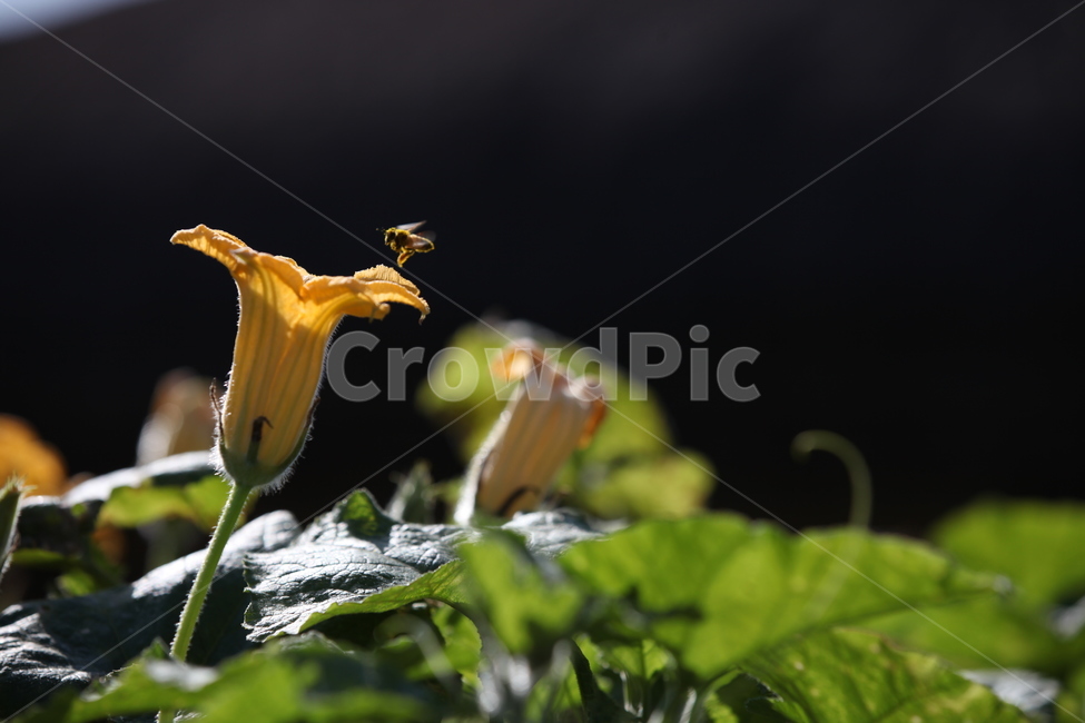 호박꽃,호박,노랑색,벌,수정,매파,사랑꾼,노랑꽃,덩굴,식물,자연,plants,nature,꽃,flower