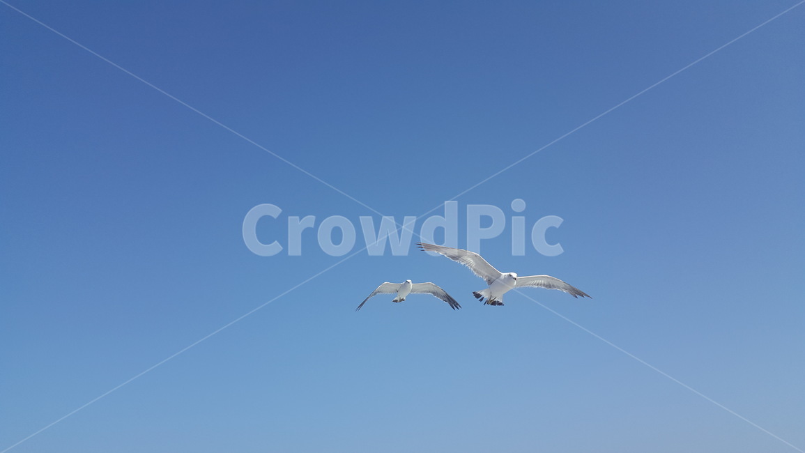 bird,새,flying,animal,동물,자연,동물,animal,조류,새,birds