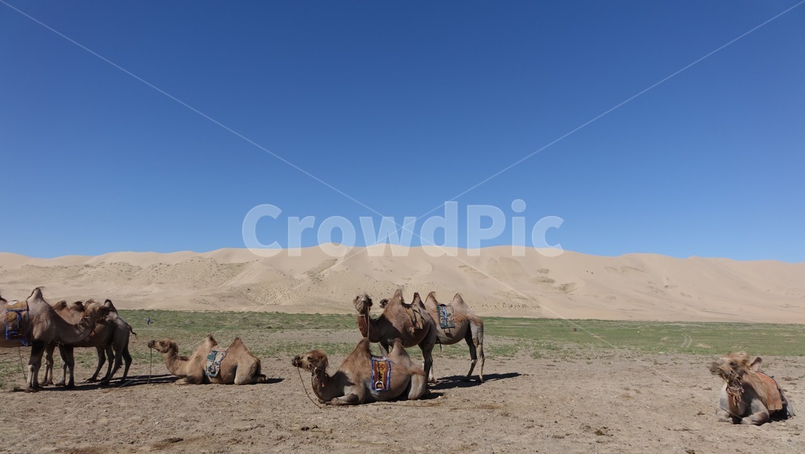 자연,모래,모래언덕,낙타,camel,sand,dune,nature,sky,blue,하늘