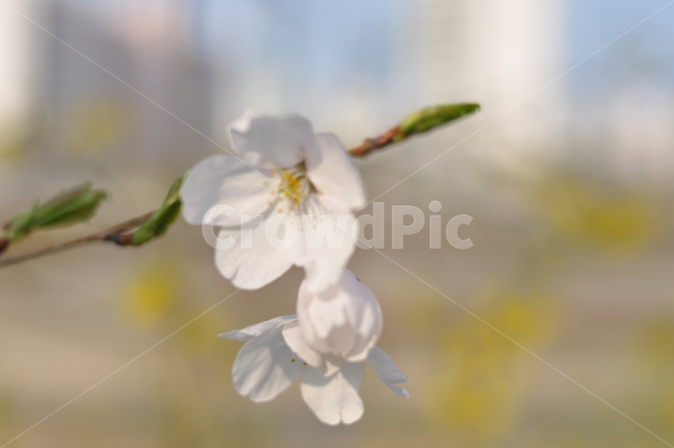 봄,꽃,나무,꽃나무,벗꽃,봄,계절,spring,season,식물,자연,plants,nature,꽃,flower,plant