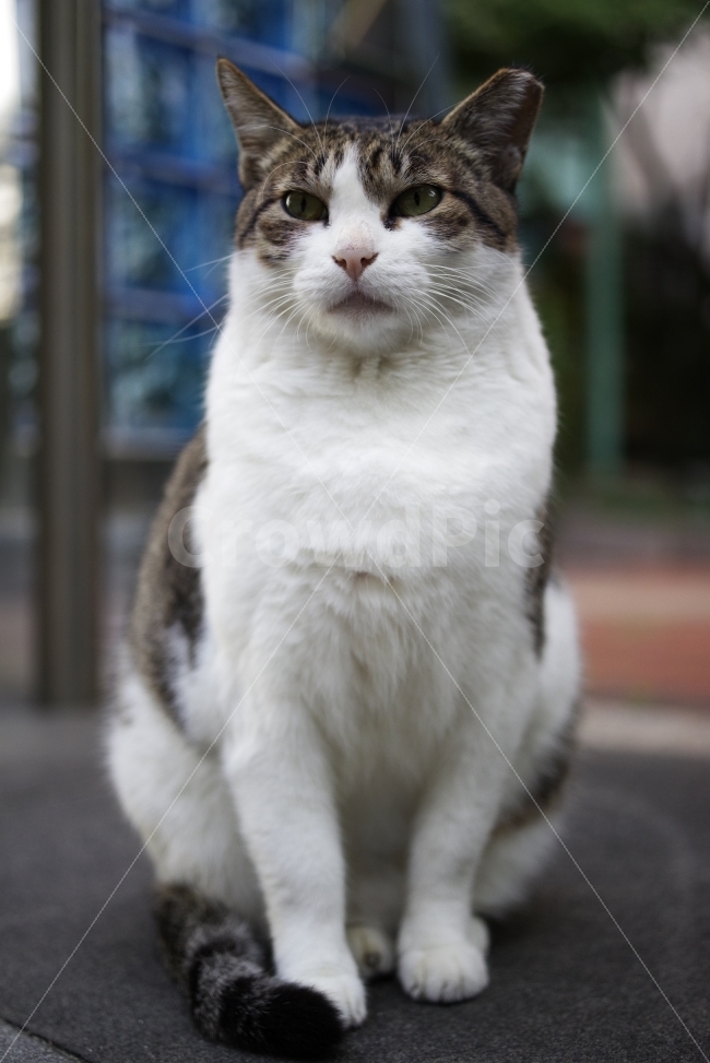 	고양이,길고양이,길냥이,애완동물,반려동물,생명,자연,야생,야생동물,야생고양이,미묘,미냥,cat,kitty,kitten,cute,lovely,adorable,pet,animal,street,streetcat,stray,straycat,wild,wildlife,wildcat,wildanimal,nature,natural,beauty,beautiful,동물,animal,포유류,mammal,고양이,cat,kitten,kitty