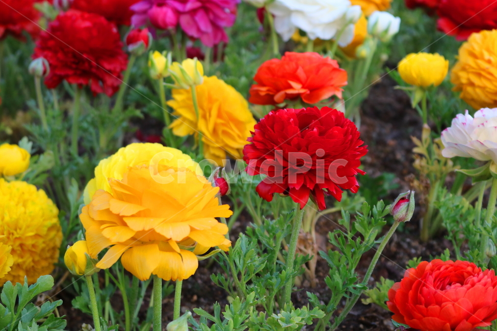라넌큘러스,꽃,라넌큘러스꽃,식물,숙근초,꽃밭,식물,자연,plants,nature,꽃,flower