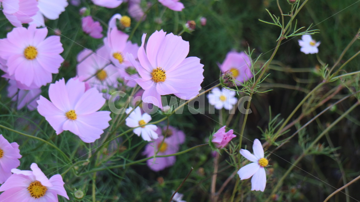 plant,blossom,flower,꽃,식물,코스모스,가을,가을꽃