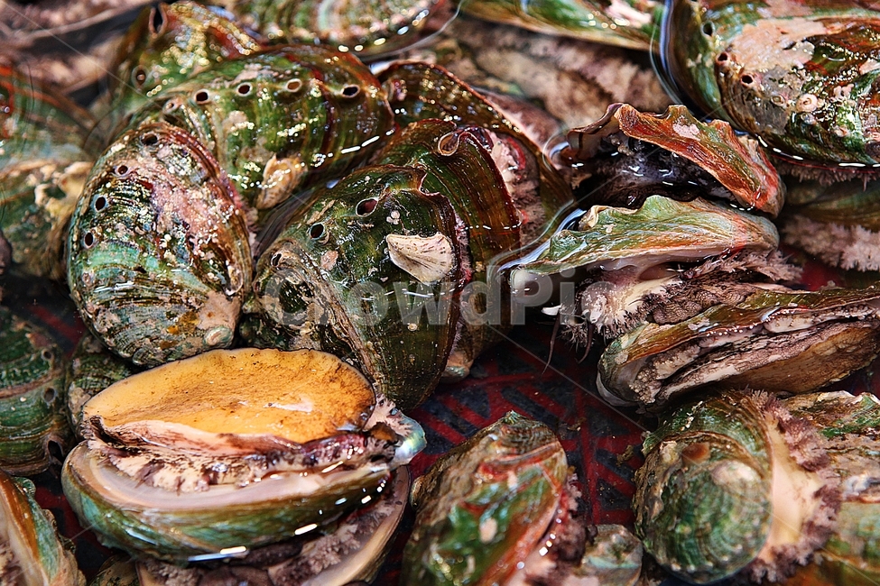 조개,어패류,수산물,해산물,식재료,연체동물,음식,요리,재료,음식,식재료,요리,food,cook,meal,dishes,food reserves,수산물,해산물,fishery products,seafood