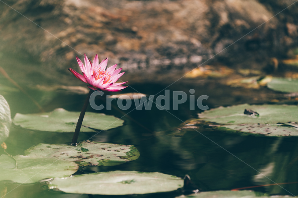 꽃,봄꽃,flower,연꽃,plants,핑크색,식물,자연,plants,nature,꽃,flower