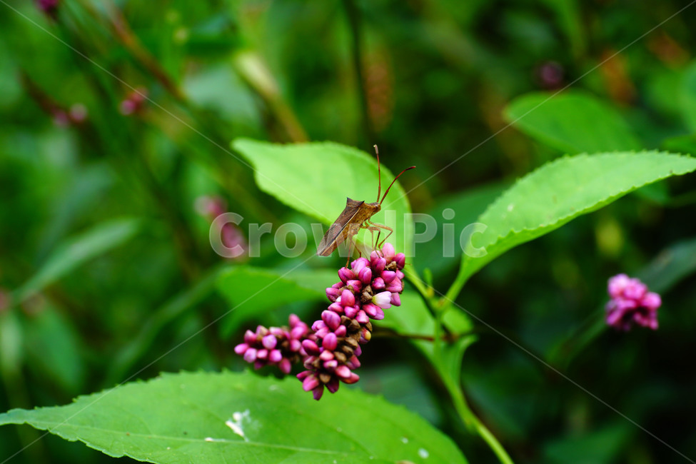 여뀌,노린재,식물,자연,곤충,벌레,꽃,9월,가을,september,fall,autumn,insect,nature,plants,tree,나무,flower,플라워,closeup,접사,매크로,마크로,macro,꽃사진,가을꽃,식물,자연,plants,nature,동물,animal,곤충,벌레,insect,bug,과일,열매,fruit