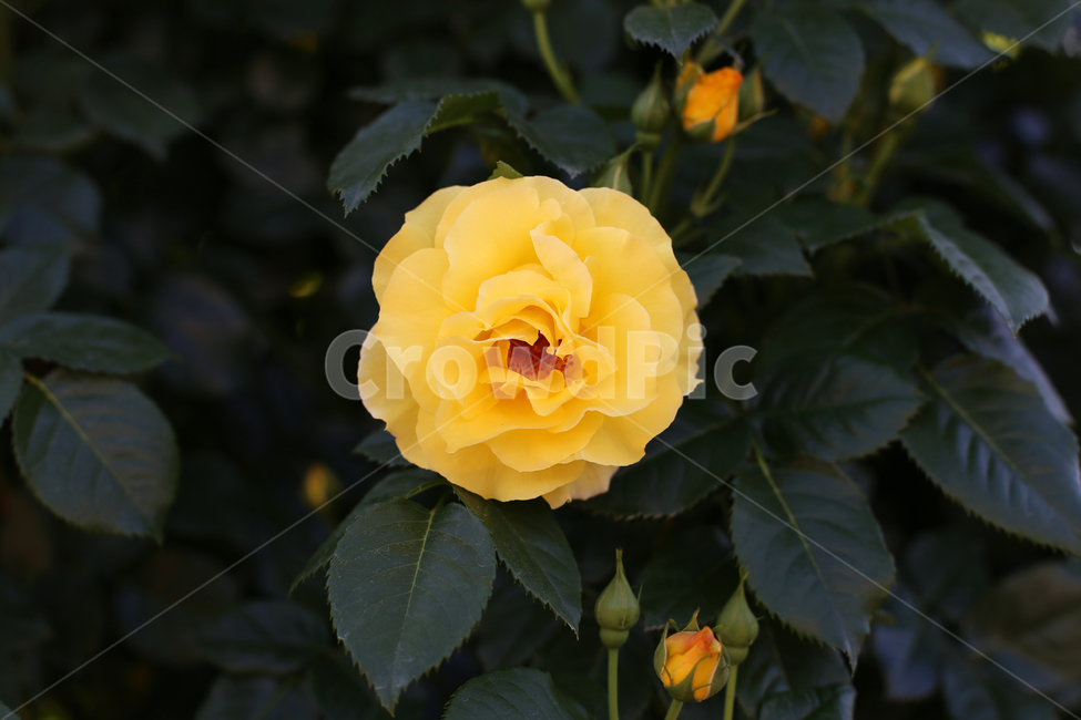 장미,꽃,rose,감성,노란색,노랑