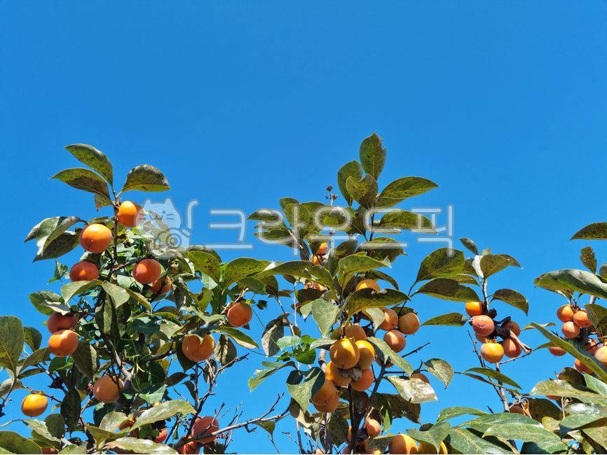 감,열매,식재료,농장,과수원,감농장,가을,나무,감나무,plant,식물,food,음식,fruit,과일,단감,수확