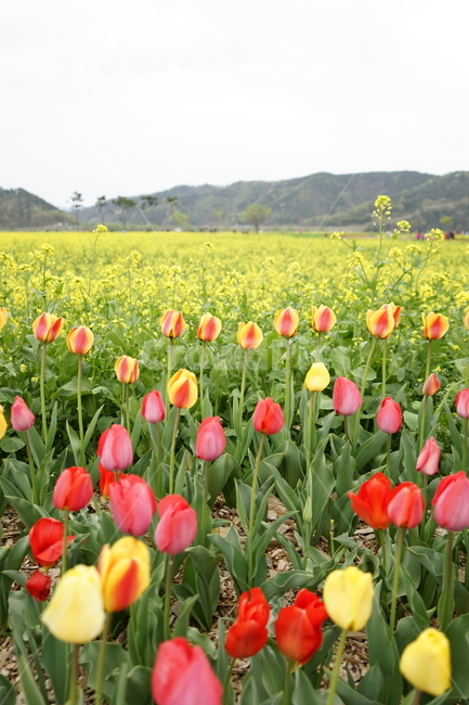 튤립,유채꽃,창녕,꽃밭,꽃,식물,자연,plants,nature,꽃,flower