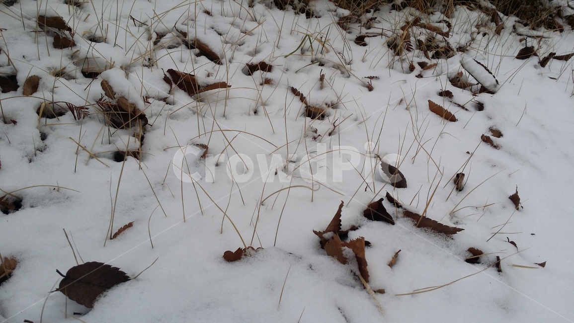 계절,눈,겨울,설경,날씨,하얗다,눈내린풍경,깨끗한풍경,하얀풍경,낙엽,snow,winter,season,흰색,화이트,감성,쌓인눈,겨울,계절,winter,season