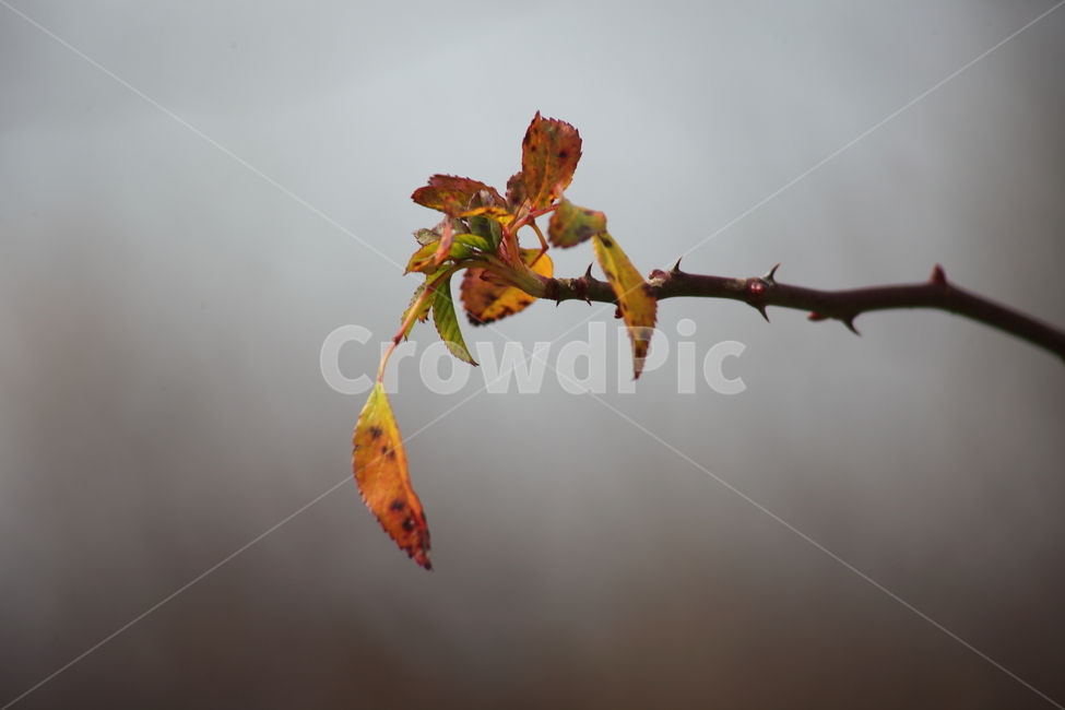찔레,나무,식물,잎,multiflorarose,가을,계절,fall,autumn,season,leaf,plant
