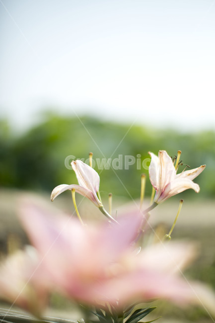 연꽃,수련,분홍색,여름꽃,flower,lotus
