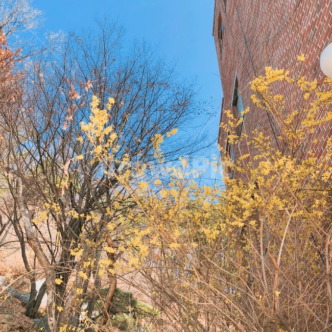 개나리,봄,노랑,나무,새싹,산,봄,계절,spring,season,식물,자연,plants,nature,꽃,flower