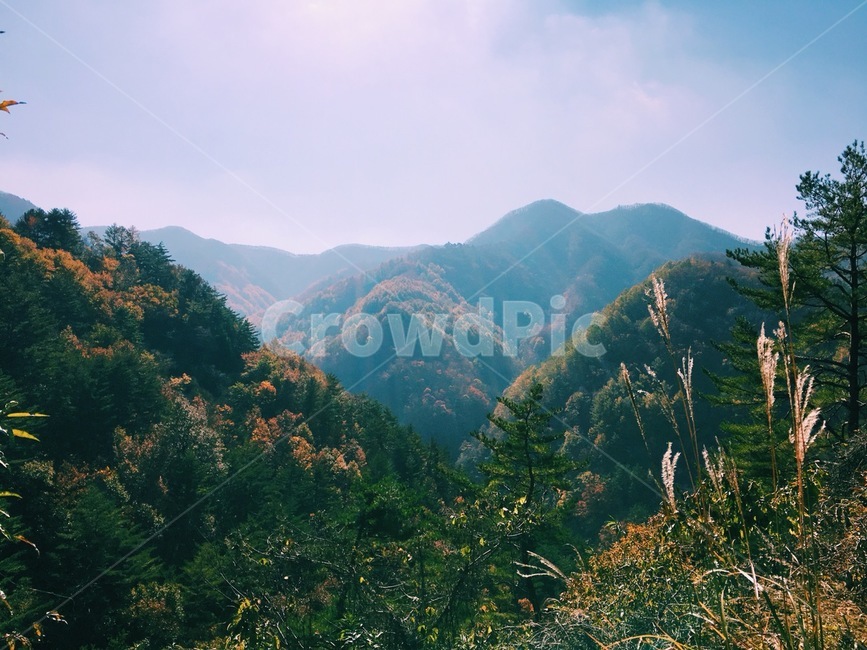 자연,풍경,나무,숲,풀,녹색,자연풍경,자연,풍경,nature,landscape,outdoors,옥외,mountain range,산맥,mountain,산